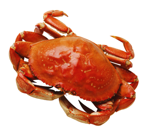 crab png transparent image pngpix 34510