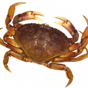 crab png transparent images #34523