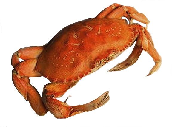 crab png transparent images 34528