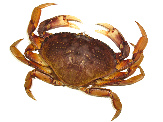 crab png transparent images 34503