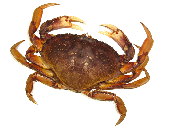 Crab