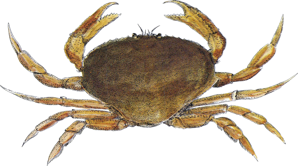 crab santa monica seafood seafood guide #34522