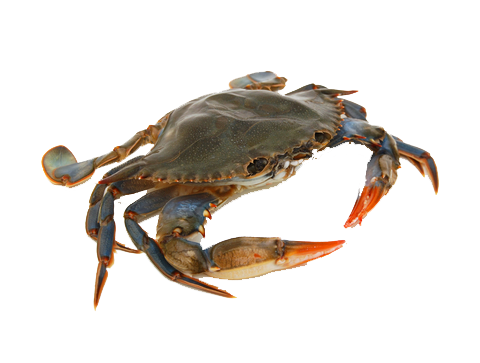 Crab PNG Transparent Images, Crab Clipart Free Download