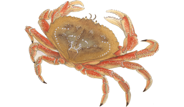 download crab png pic transparent png images icons #34552