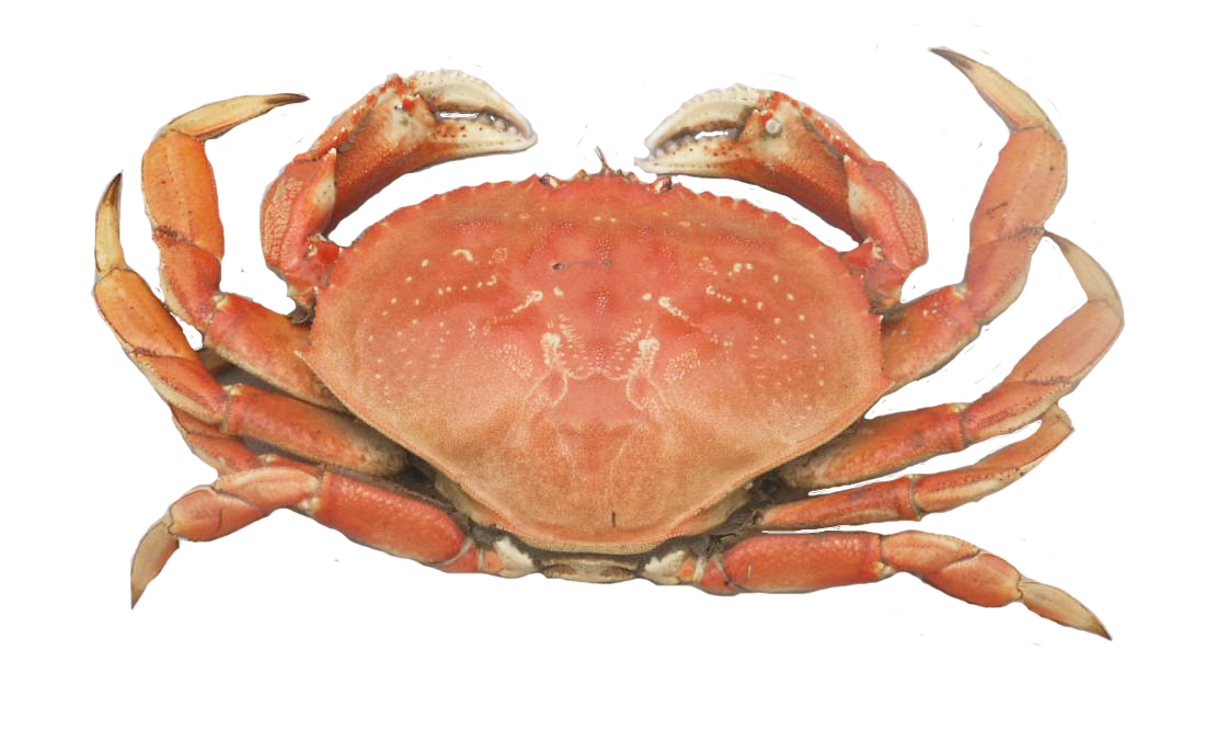 dungeness crab 34544