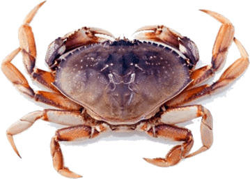 dungeness crab our catch port orford sustainable seafood 34507