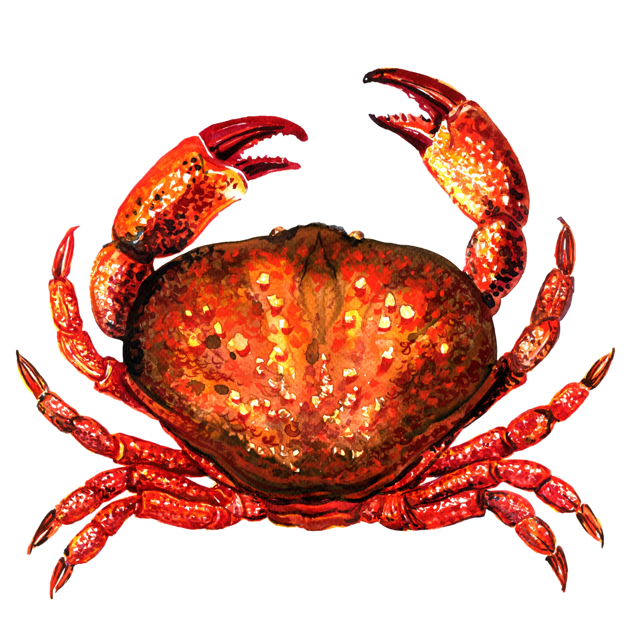 red crab transparent download #34513