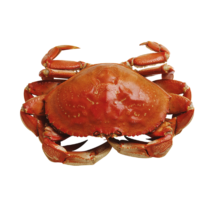 photo crab marine seafood image pixabay #34500