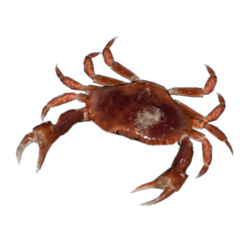 red crab official green hell wiki #34511