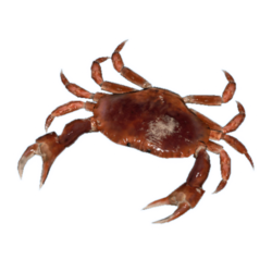 Crab