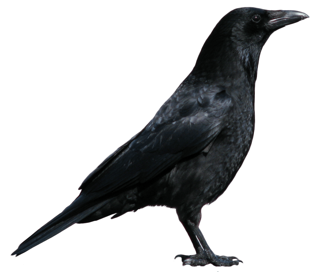 crow black bir png image transparent #26973