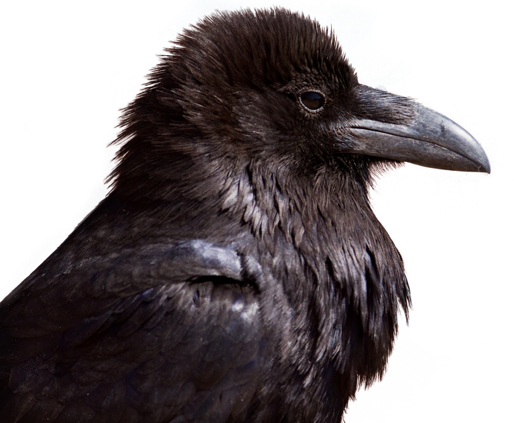 baby crow head png #26963