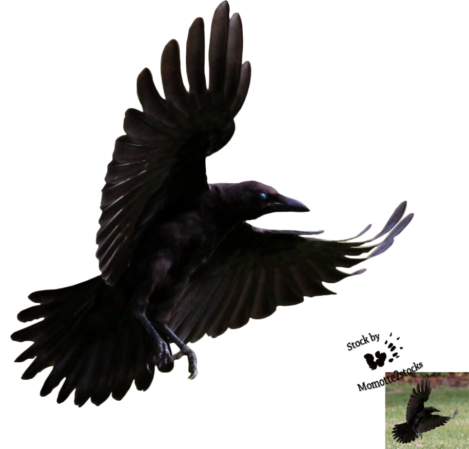 flying crow blue eye bird png transparent background #26967