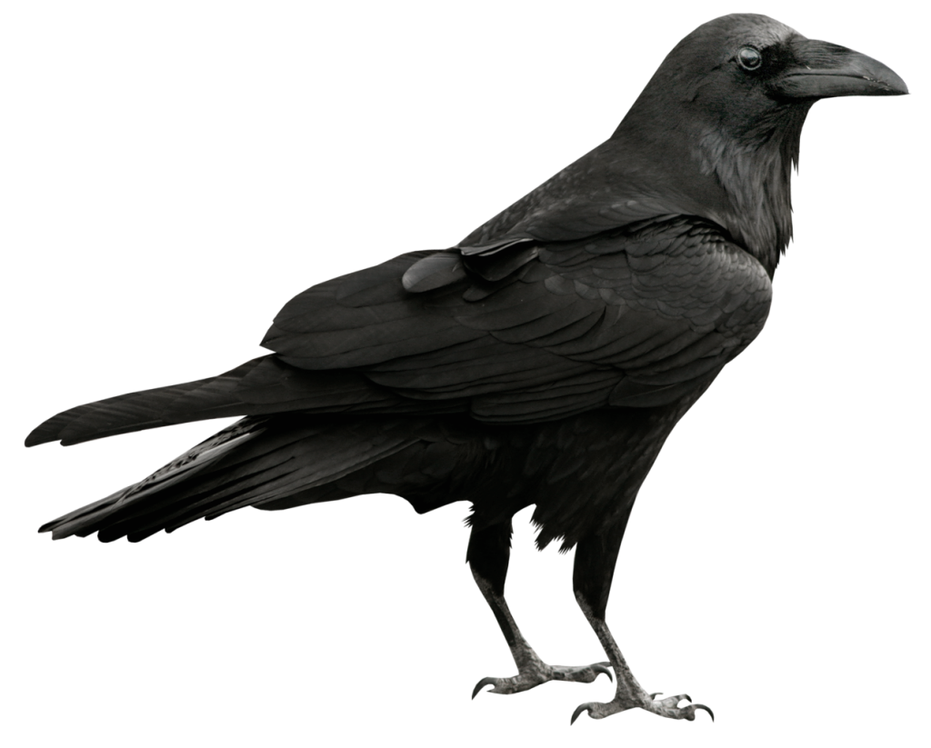 crows clipart free