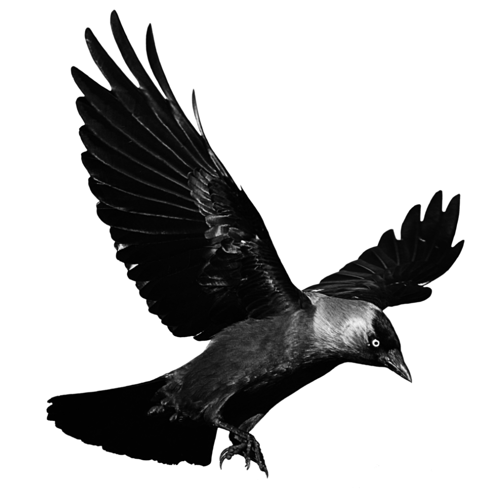 raven blackbird flying transparent png #26947