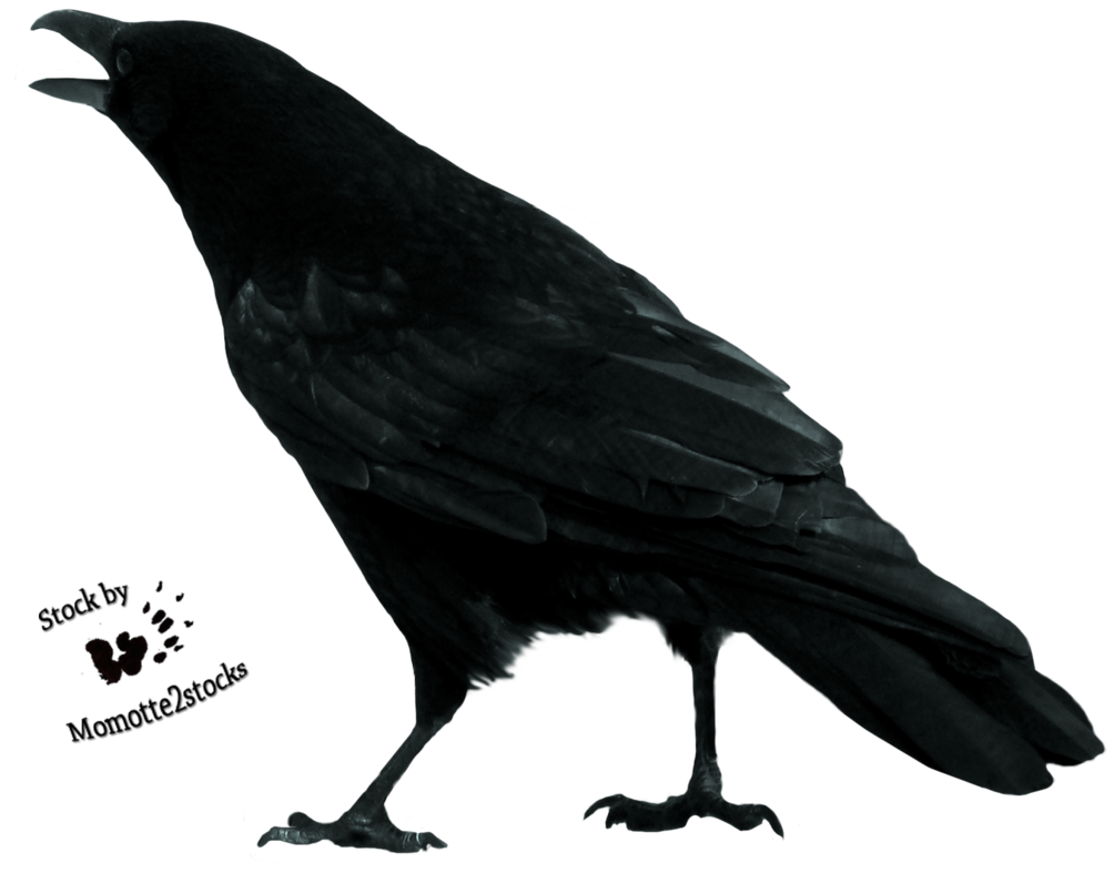 crow black bird transparent backgrounds photos #26996