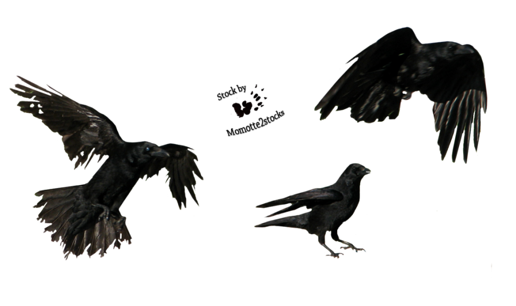 crow png images with transparent backgrounds photos #26998