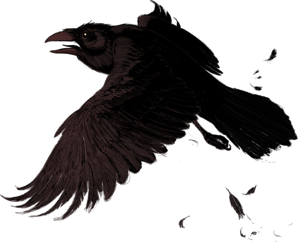 flying crow wing transparent png image #26954