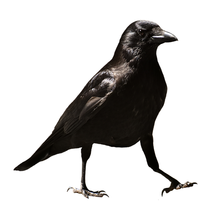 walking crow cleaned background hd #26957