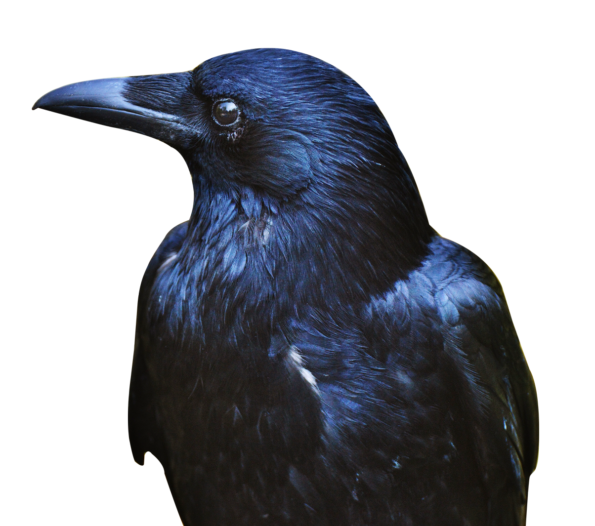 crow head, raven png transparent image #26987