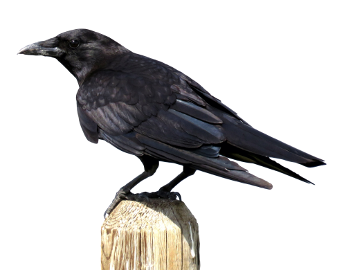 real crow on tree stalk png transparent #26955