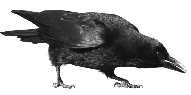 crow png transparent images download clip art #26999