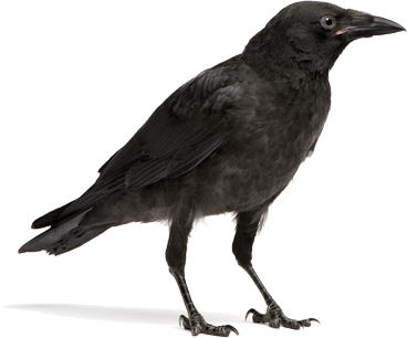 real crow transparent png #26952