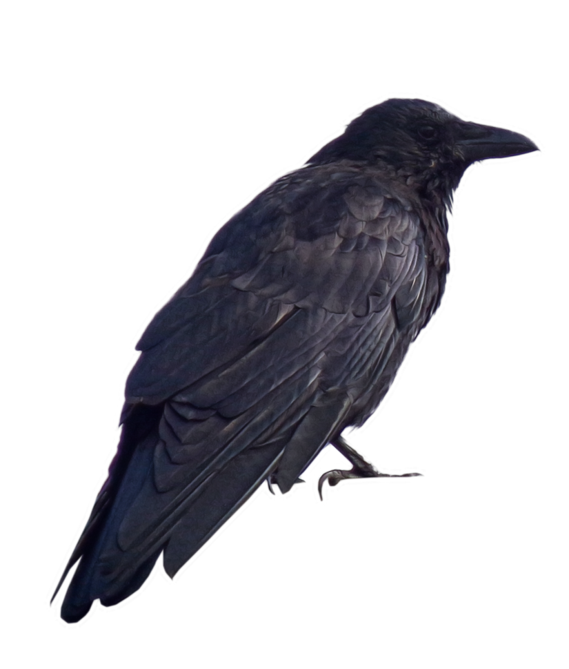 crow png welshdragonnart manipulation #26990