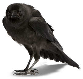 smart crow, charismatic black bird png #26969