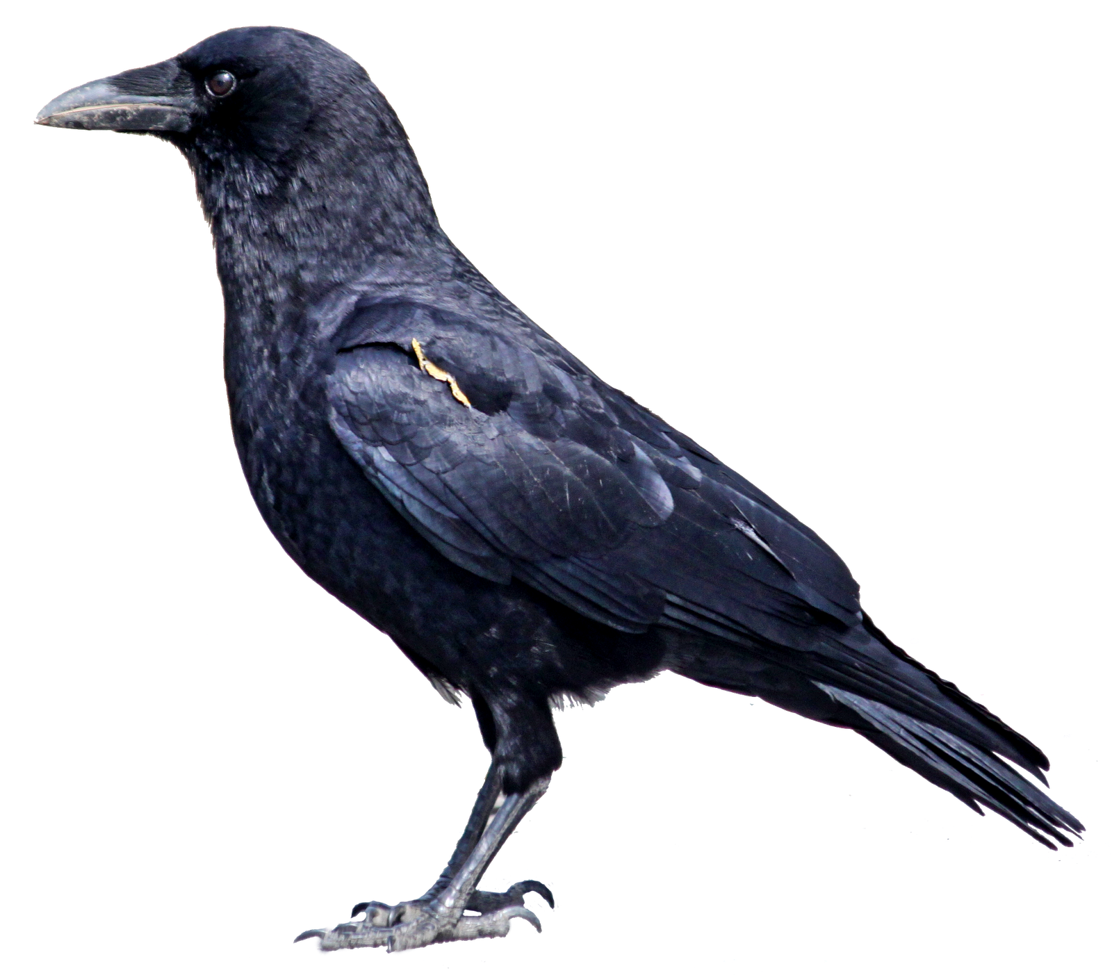 crow, the dream antilles murder crows #26979