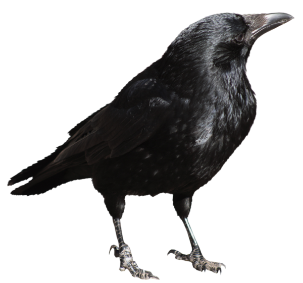 crow transparent png picture #26984