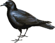 crow animal black bird photo #26982