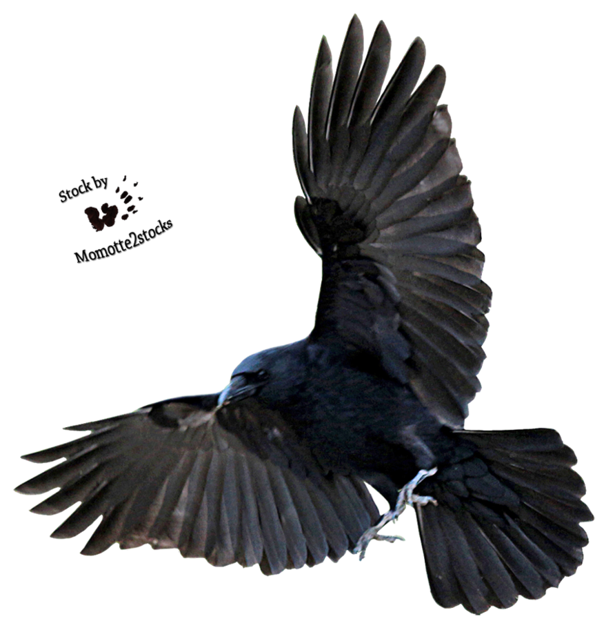 Flying black crow isolated png #27000