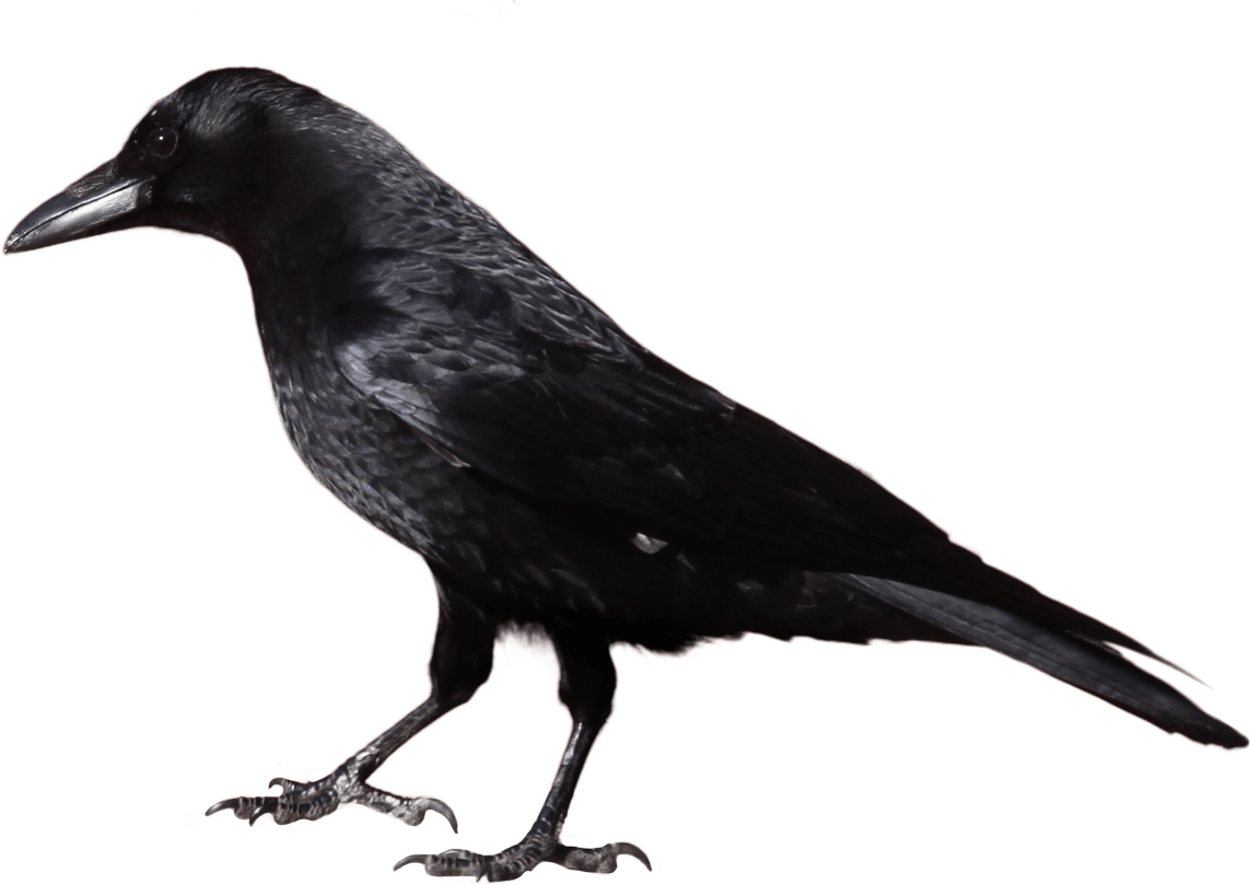 Crow PNG, Crow Silhouette, Download Flying Crow Clipart Images