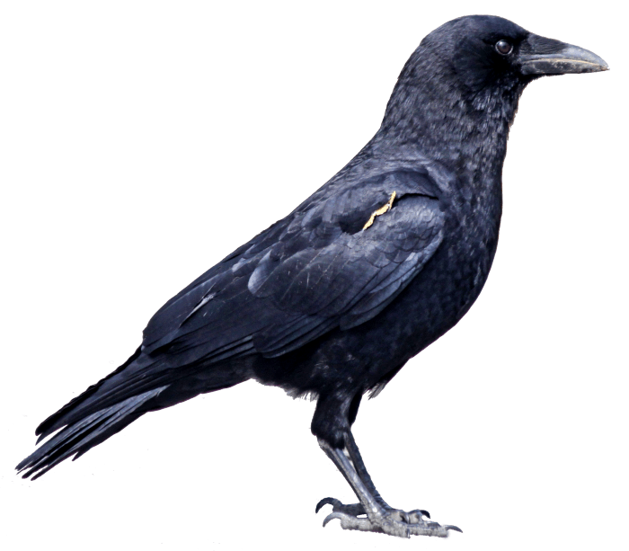download black crow png image png image pngimg #26988