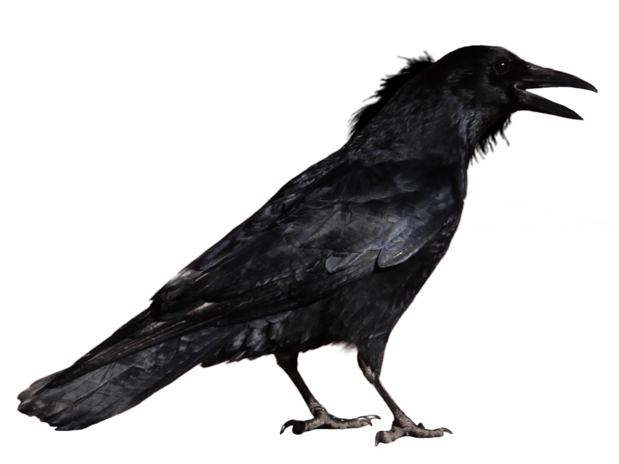 download clever crows png image #26950