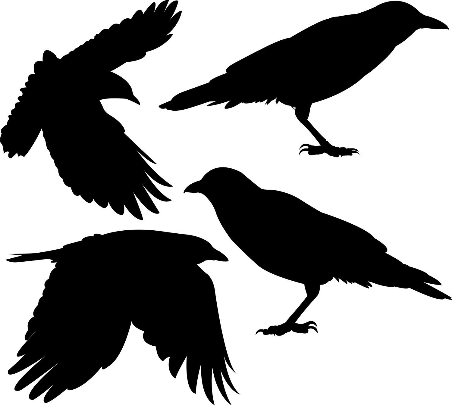 flock four crows transparent image #27618