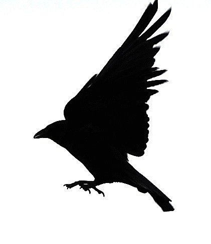 crow bird silhouette black image png #27617