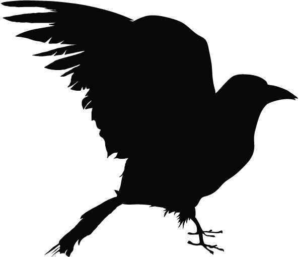 crow silhouette sticker raven transparent png #27621