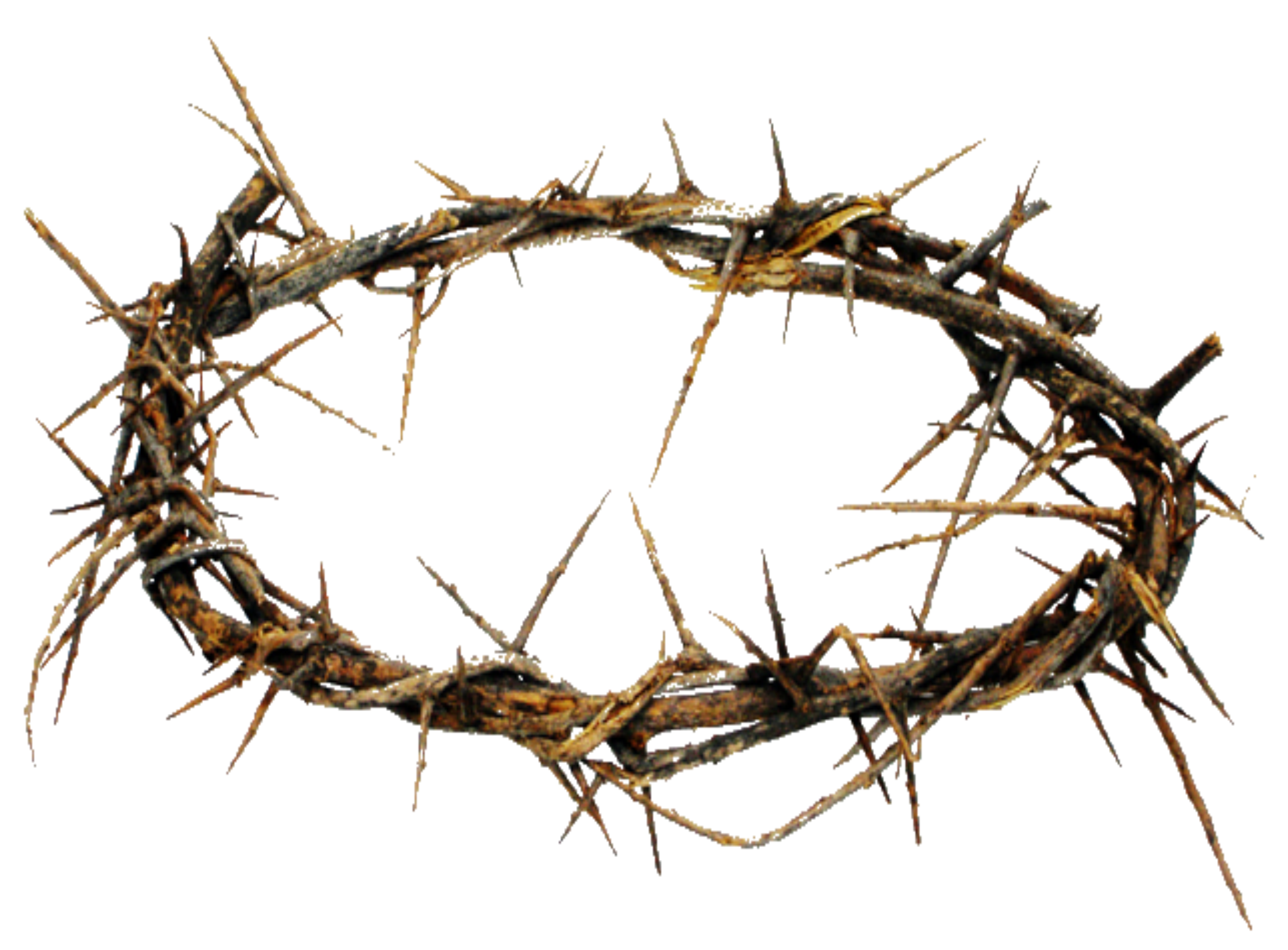 crown of thorns crown thorns image png png files clip #36033