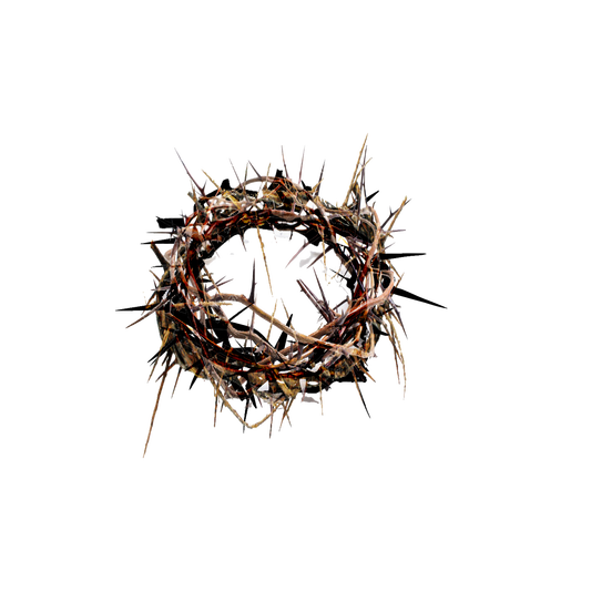 crown of thorns happened upon crown thorns chariot #36039