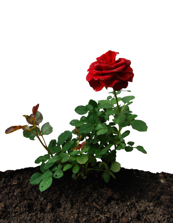 rose thorns bem cil png roseiras vegeta png #36093