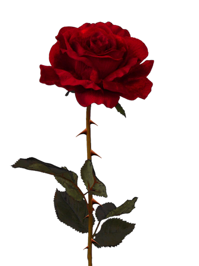 rose thorns rose png pixasso #36090