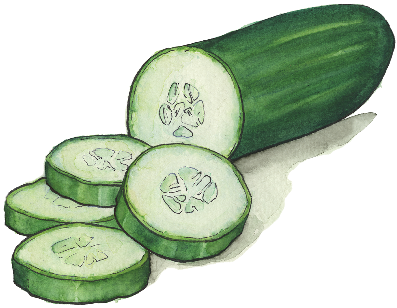 cucumber, cucumbers massachusetts farm school #26805