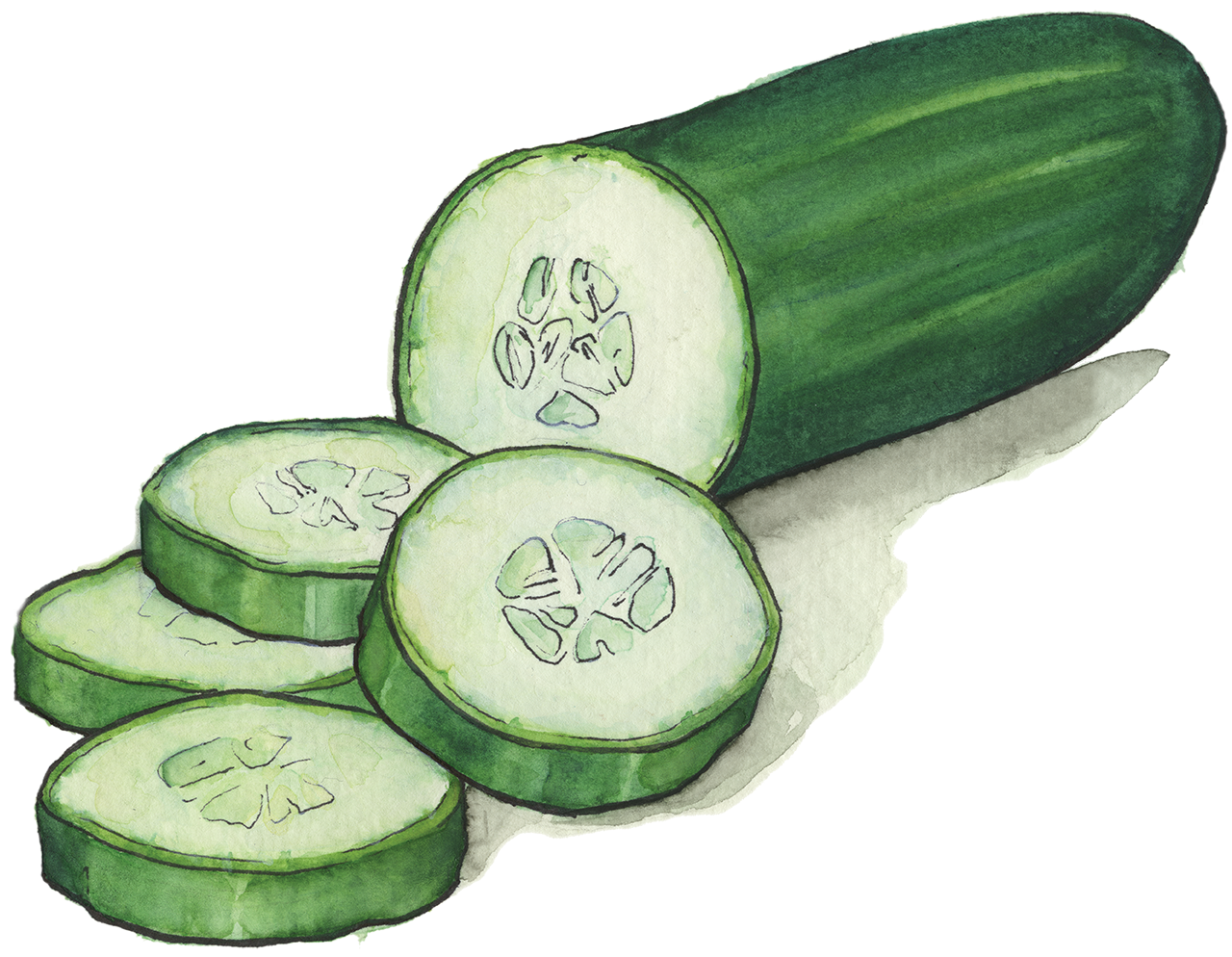 Cucumber