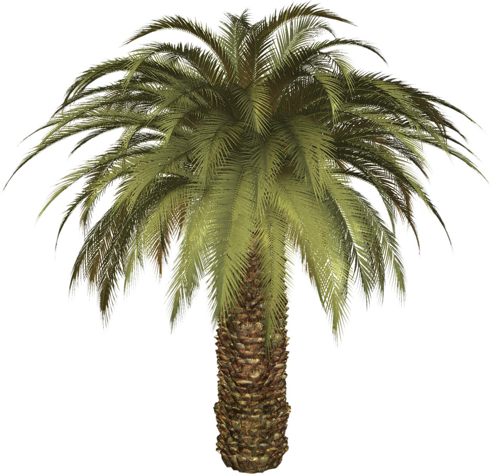 date palm, palm tree and png flower clipart