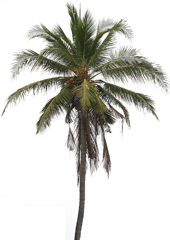 date plant, download coconut tree png image pngimg #32178