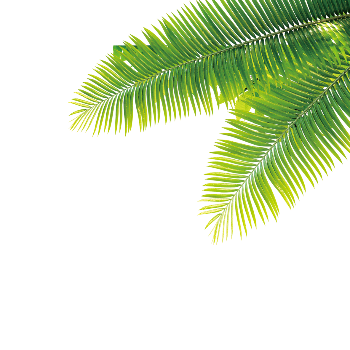 date plant, download tropical tropics plant computer file 32180