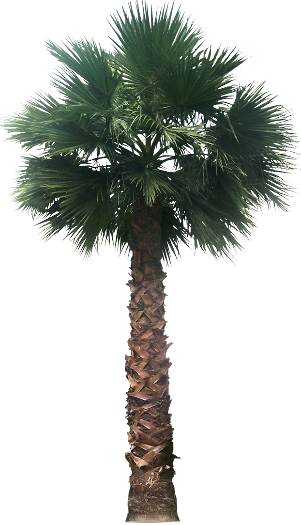 date plant, transparent palm tree great looking desert plants desert #32181