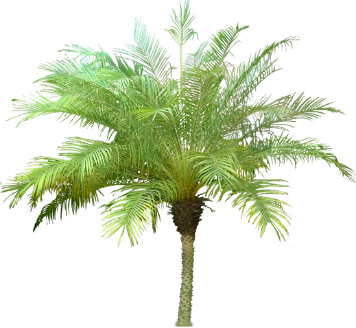 date plant, tropical plant pictures phoenix roebelenii pygme date #32177